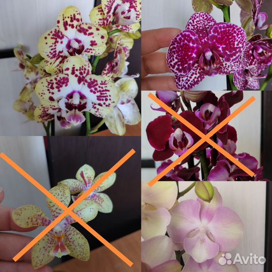 Орхидея сортовая