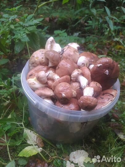 Грибы маслята свежие