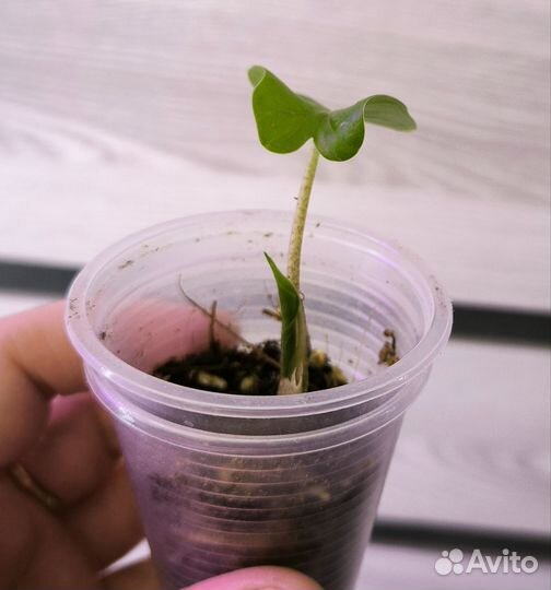 Алоказия Лоу райдер