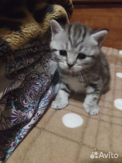 Британские котята