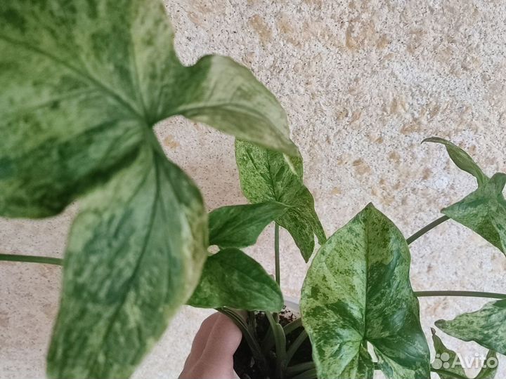 Сингониум моттлед мохито