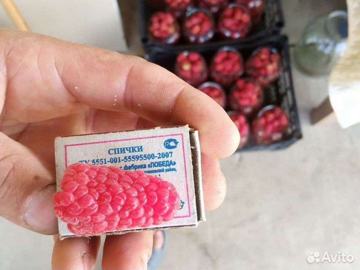 Малина Пшехиба