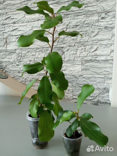 Фикус бенджамина