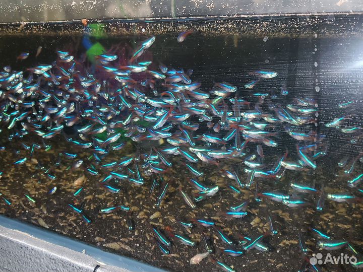 Аквариумные рыбки оптом