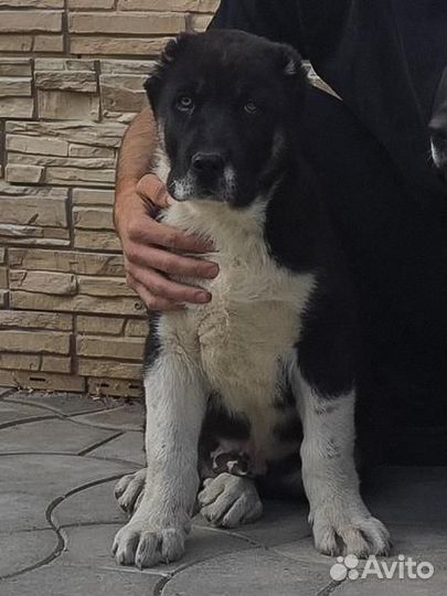 Среднеазиатская овчарка Алабай сао