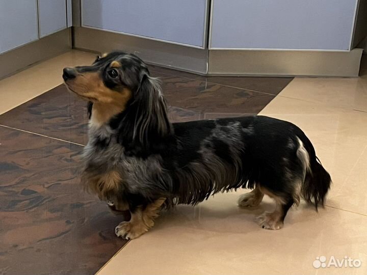 Вязка мраморный кобель такса