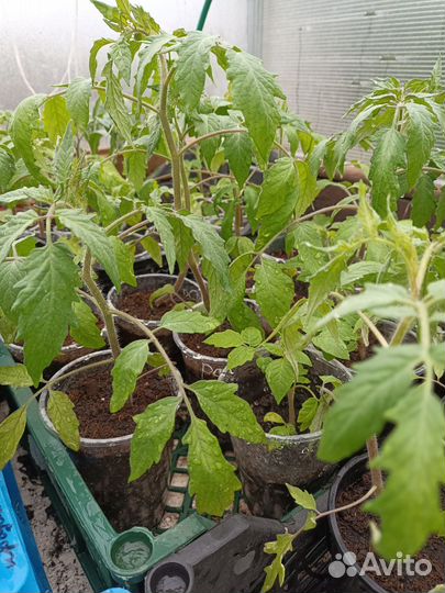 Рассада помидор