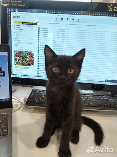 Котик в добрые руки