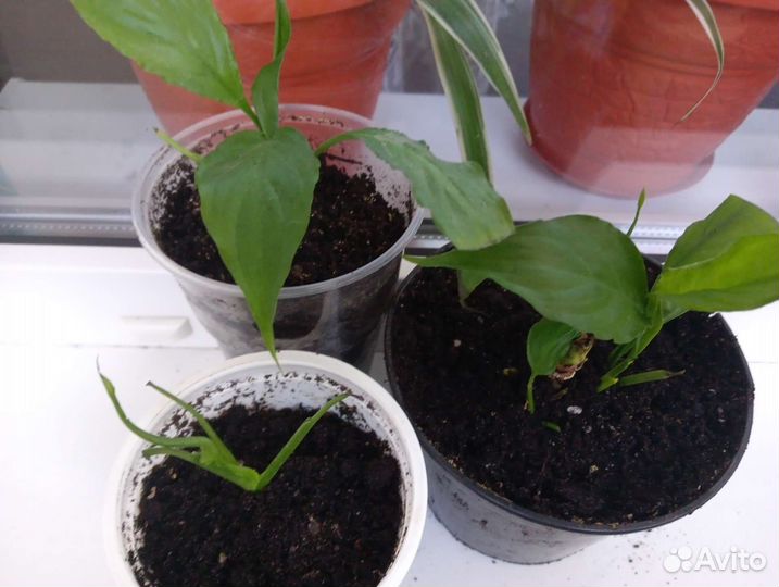 Спатифилум 3шт за 100