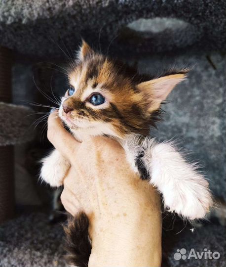 Котята мейн-кун