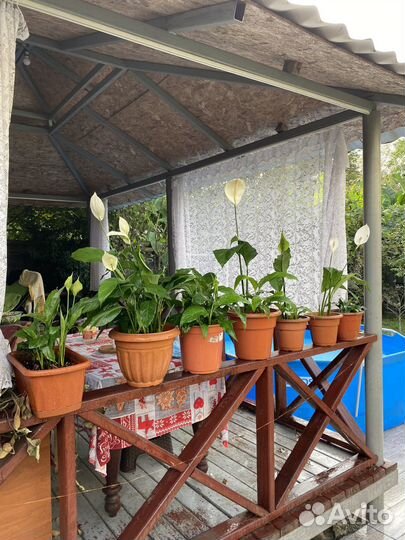 Комнатные цветы Женское счастье