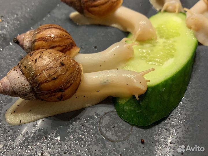 Улитки ахатины