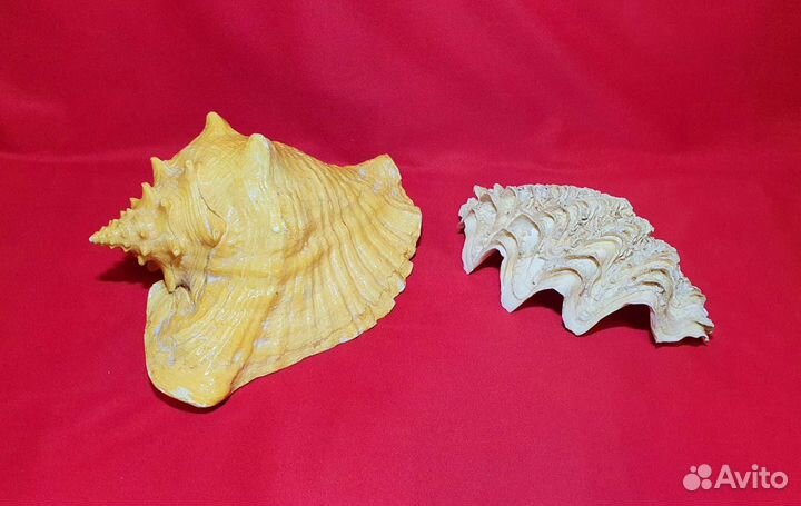 Морские раковины