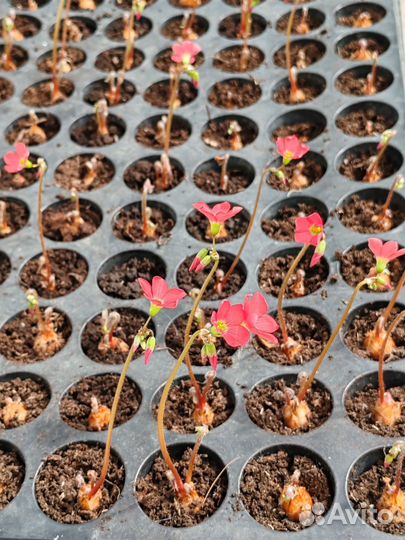 Кислица (оксалис)