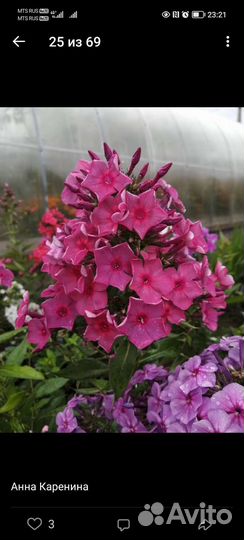 Флоксы многолетние