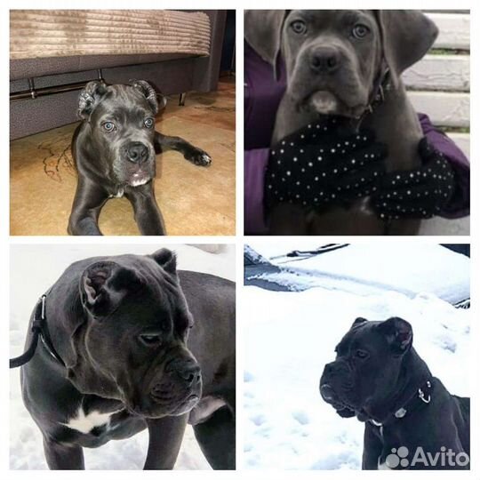 Купирование ушей, хвостов