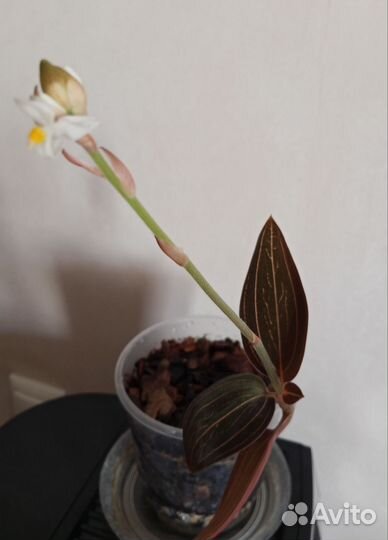 Орхидея лудизия