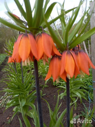 Луковицы императорского рябчика