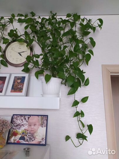 Комнатные растения