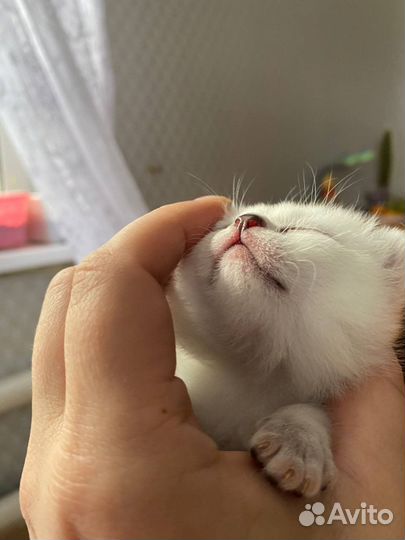 Британские котята