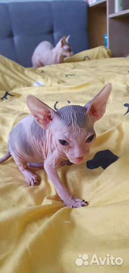 Донской сфинкс