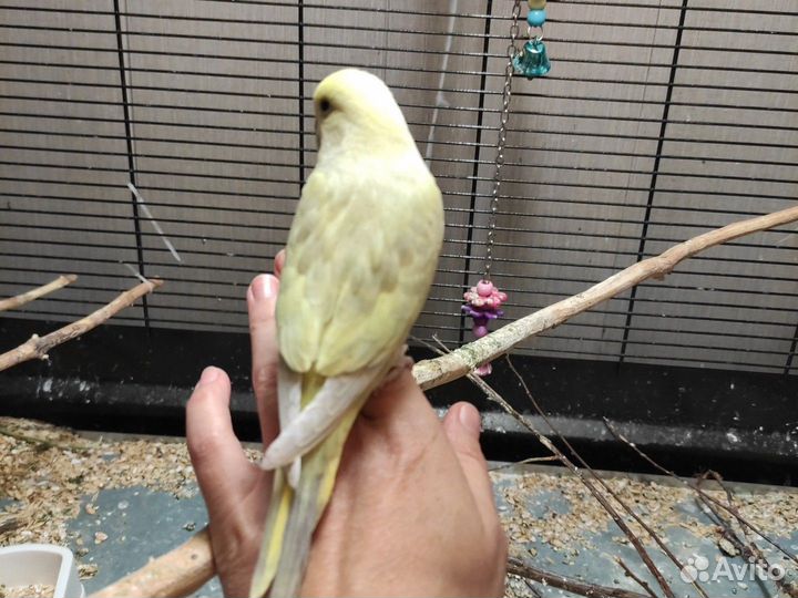 Волнистые попугаи