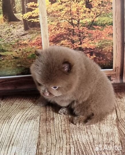 Шоколадные мишки