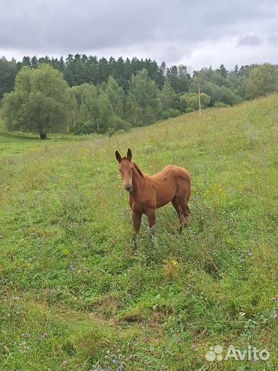 Лошадь кобыла