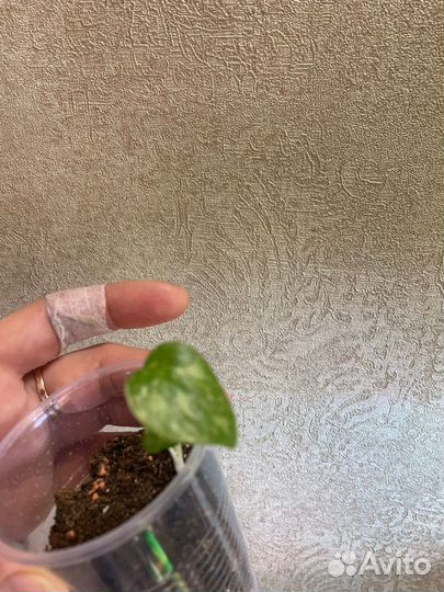 Монстера тайское созвездие