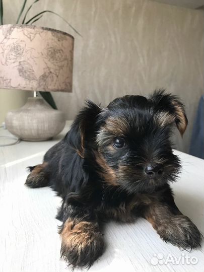 Йоркширский терьер мини щенки бейби фейс