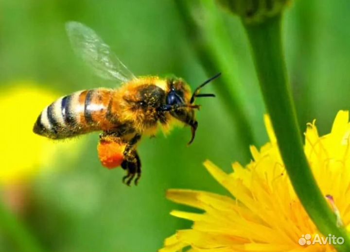 Продам пчелосемьи, пчелопакеты