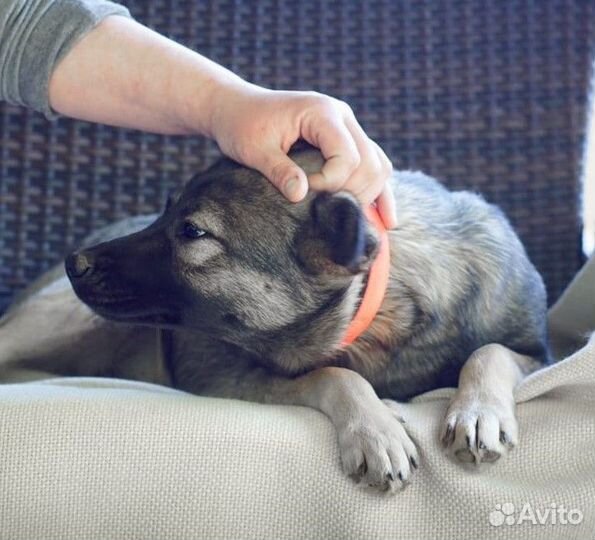 Собака Пипка в добрые руки