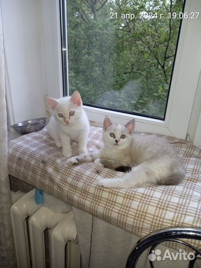 Котята в добрые руки