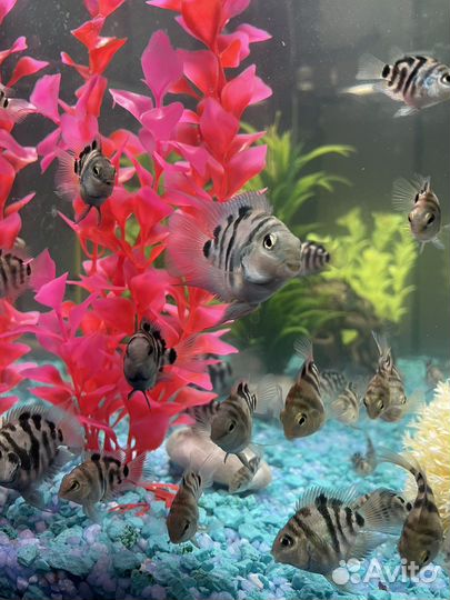 Рыбки сапфировый попугай (панда )