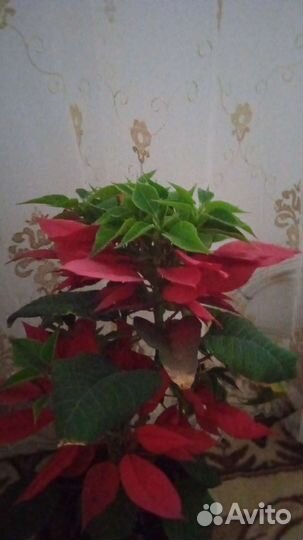 Домашние цветы