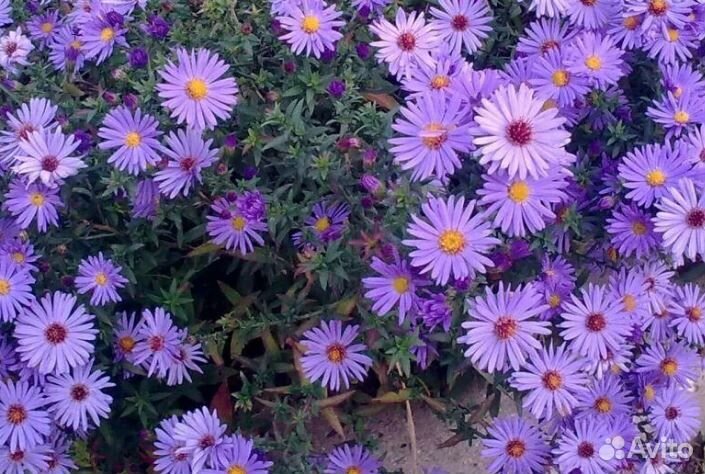 Гипсофила, ветренница, сон-трава, астра виргинская