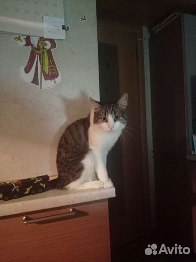 Отдам кота в добрые руки