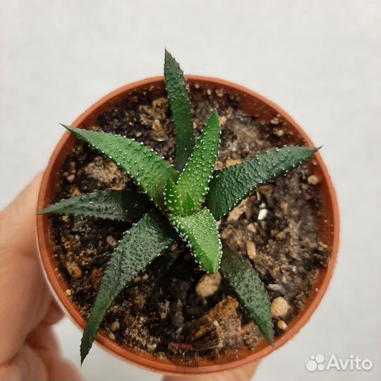 Комнатные растения