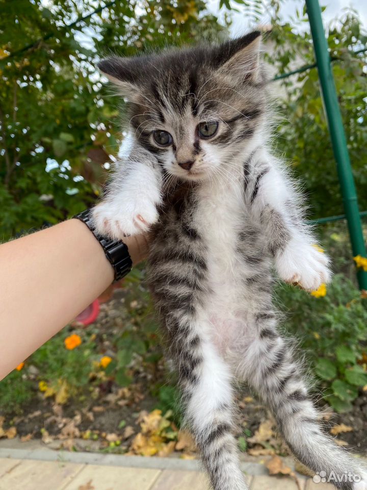 Котёнок в добрые руки, Полтавская