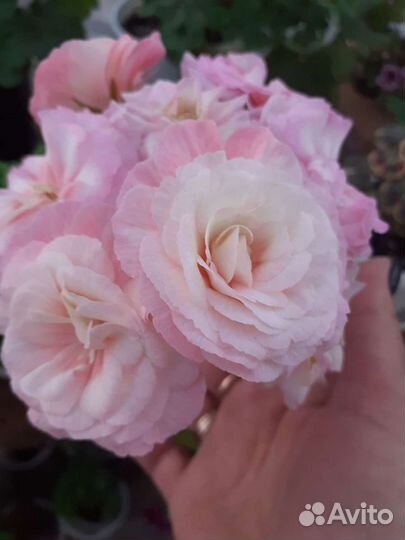 Леона Галактика