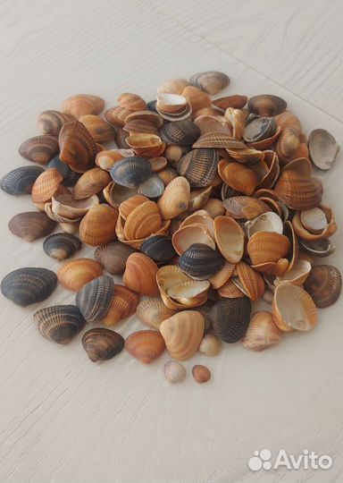 Морские ракушки