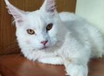Мейн-кун кошка белая полидакт