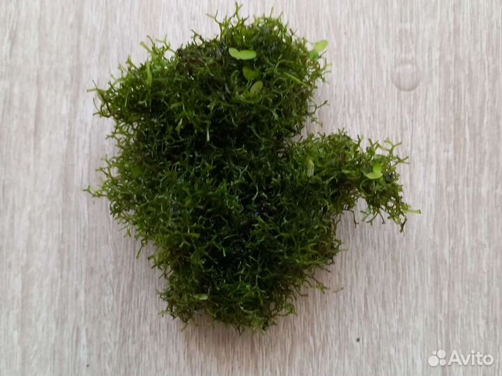 Аквариумные рыбки гуппи. Сомики, растения риччия