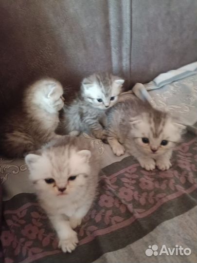 Шотландские котята