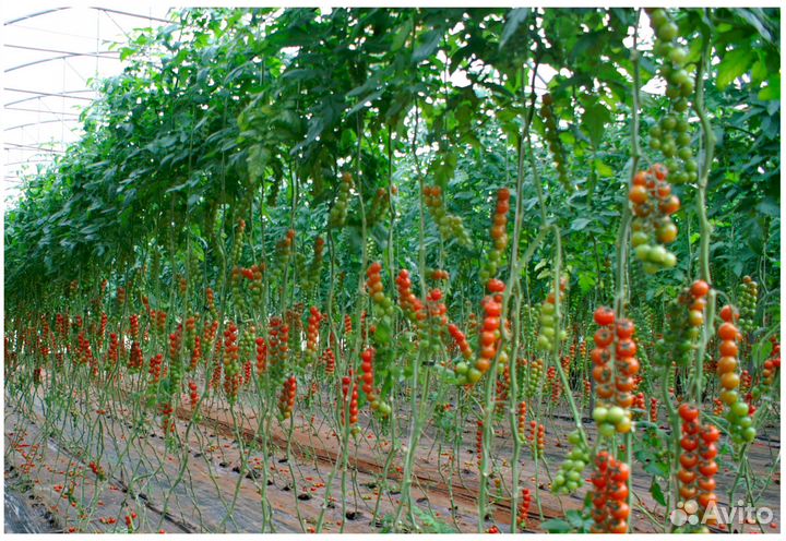 Бригада разнорабочих в теплицу