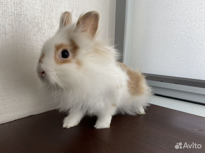 Львиноголовый кролик