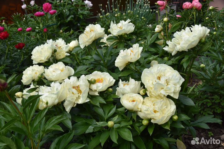 Пион lemon chiffon