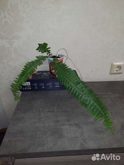 Папоротник комнатный