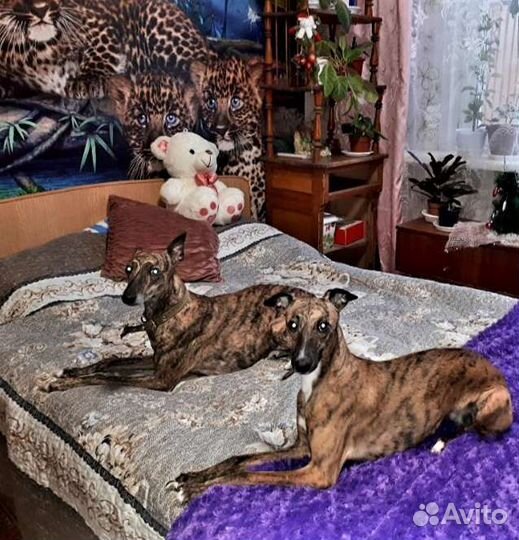 Щенки уиппета