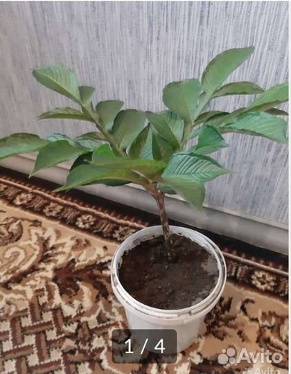 Аморфофаллус комнатный цветок